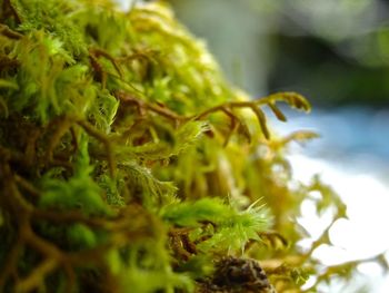 Close-up of plant