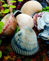 Close-up of seashells