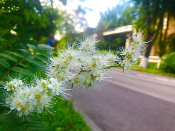 Close-up of flowers on tree
