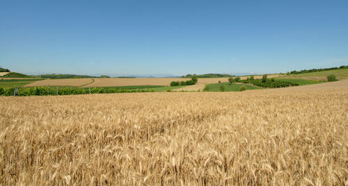 Scenic view of agricultural field against clear sky