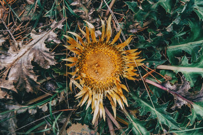 Close-up of wilted sunflower on field