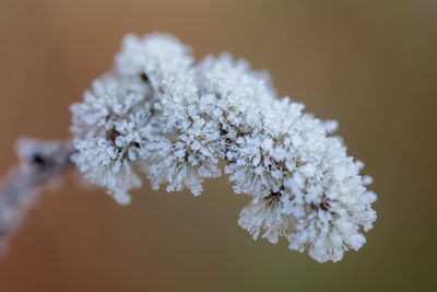 Close-up of frozen plant