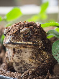 Close-up of frog on land