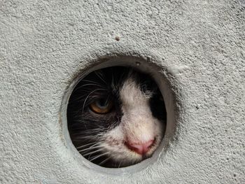 Close-up of cat peeking from wall