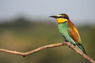 Close-up of bird perching on branch