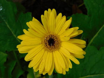 Close-up of bee on yellow flower