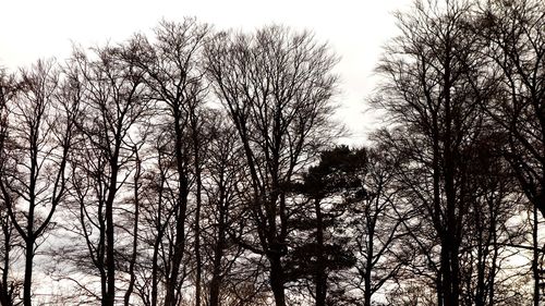 Low angle view of bare trees against clear sky