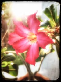 Close-up of pink flowering plant