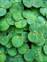 Full frame shot of water drops on leaves