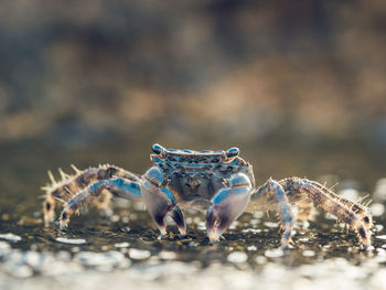 Close-up of crab on land