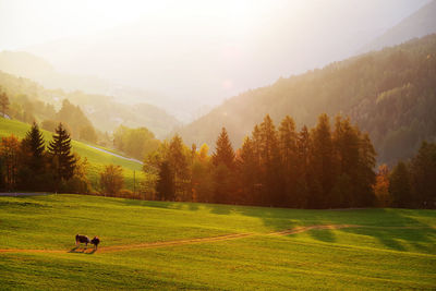 Scenic view of landscape during sunset