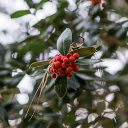 Close-up of red berries growing on tree