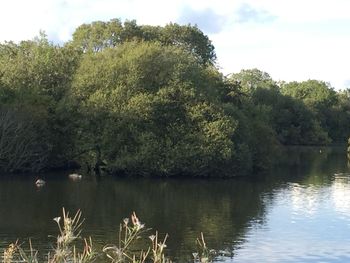 Scenic view of lake in forest against sky