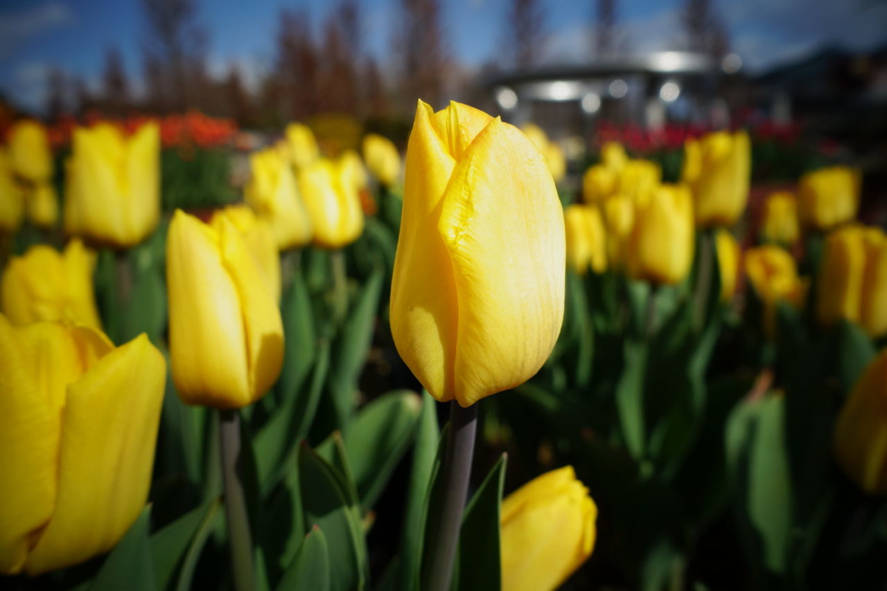 CLOSE-UP OF YELLOW TULIPS IN BLOOM