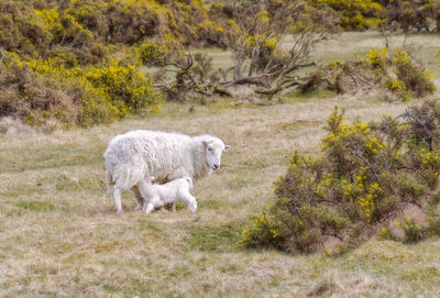 Sheep and lamb standing on field against plants