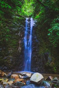 Scenic view of waterfall in forest