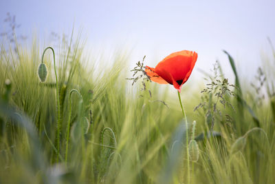 Close-up of red poppy on field against sky