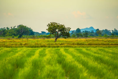 Scenic view of field against sky