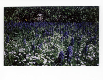 Purple flowering plants on field