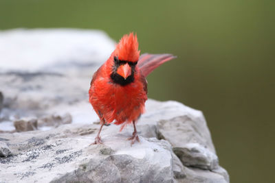 Close-up of bird on stone