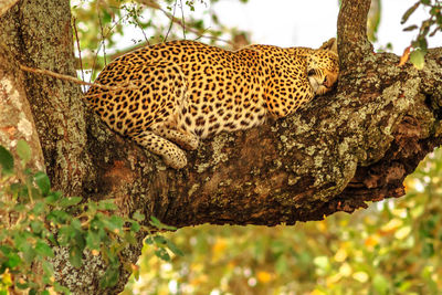 Cat relaxing on tree trunk