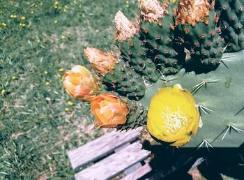 High angle view of yellow cactus growing outdoors