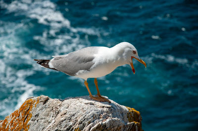 Close-up of seagull perching on rock by sea