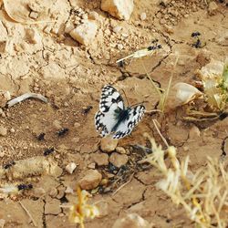 High angle view of butterfly on field