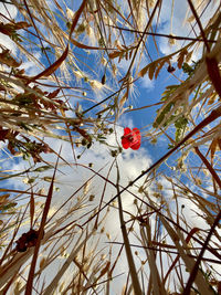 Low angle view of flowering plants against sky