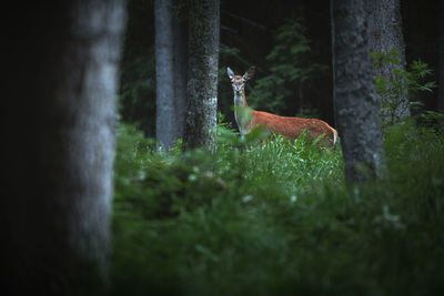 Deer in a forest