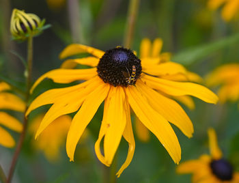 Close-up of insect on yellow flower