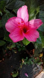 Close-up of pink flower