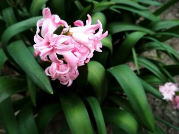 Close-up of pink flowering plant