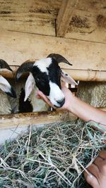 Cropped hand holding goat at farm