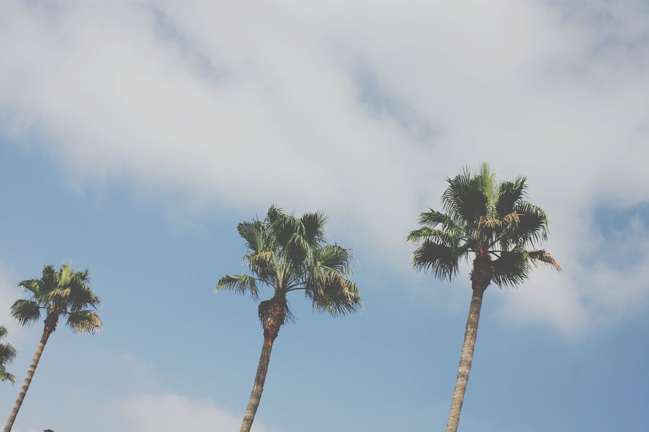 palm tree, tree, low angle view, sky, nature, tree trunk, day, beauty in nature, growth, outdoors, no people, tranquility, cloud - sky, scenics