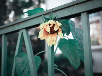 Close-up of sunflower by metallic gate