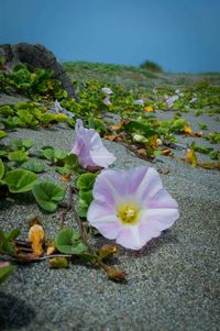 Close-up of pink flowers blooming outdoors