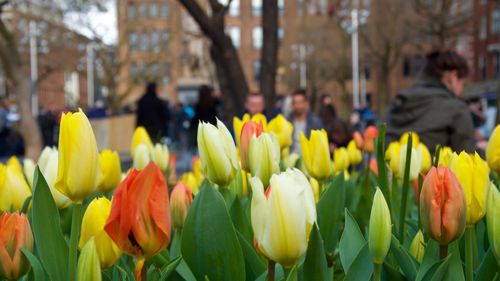 Close-up of tulips blooming