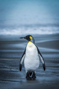 Close-up of emperor penguin at sea shore
