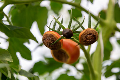 Still green, unripe, young tomato fruits affected by blossom end rot