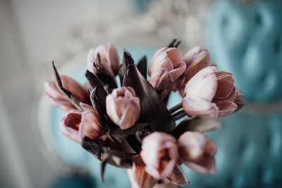 Close-up of pink flowers