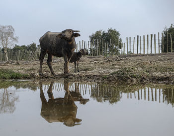 Horse standing in a lake