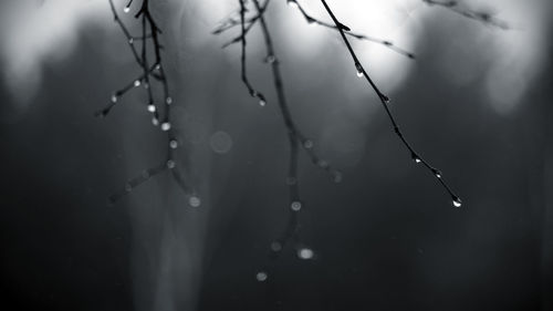 Close-up of water drops on branch