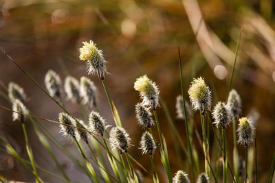 A beautiful cotton grass in a swamp in early spring