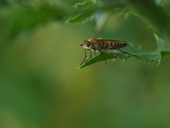 Close-up of insect on leaf