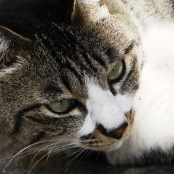 Close-up portrait of cat