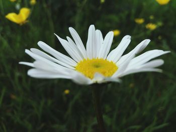 Close-up of white flower blooming outdoors