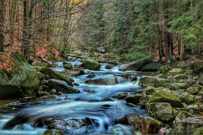 River stream amidst trees