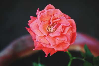 Close-up of pink rose flower