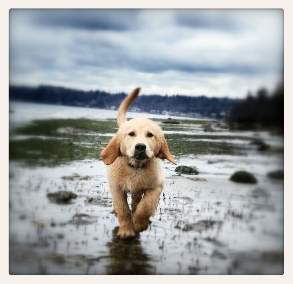 dog, pets, animal themes, one animal, mammal, domestic animals, transfer print, water, sea, auto post production filter, beach, sky, portrait, focus on foreground, looking at camera, shore, nature, animal head, outdoors, day